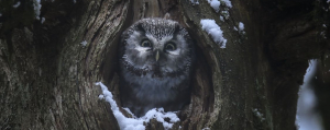 Whispers in the Woods